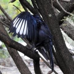 Corcorax melanorhamphos at Acton, ACT - 8 Feb 2019