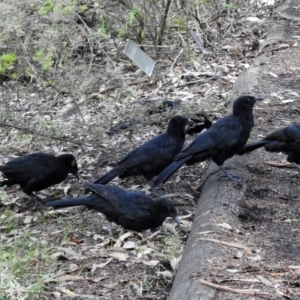 Corcorax melanorhamphos at Acton, ACT - 8 Feb 2019 09:16 AM