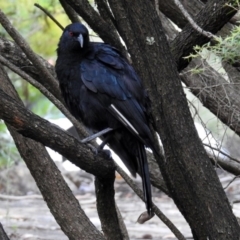 Corcorax melanorhamphos at Acton, ACT - 8 Feb 2019 09:16 AM