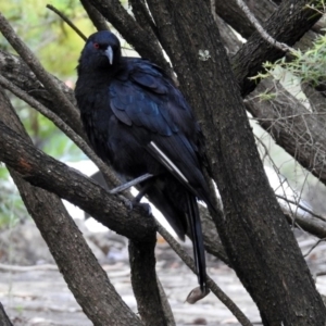 Corcorax melanorhamphos at Acton, ACT - 8 Feb 2019 09:16 AM