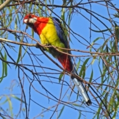 Platycercus eximius (Eastern Rosella) at Macarthur, ACT - 7 Feb 2019 by RodDeb