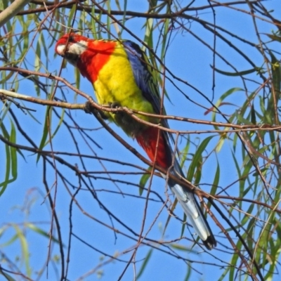 Platycercus eximius (Eastern Rosella) at Macarthur, ACT - 8 Feb 2019 by RodDeb