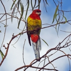 Platycercus eximius at Macarthur, ACT - 8 Feb 2019 08:16 AM