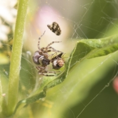 Badumna sp. (genus) (Lattice-web spider) at Acton, ACT - 8 Feb 2019 by AlisonMilton