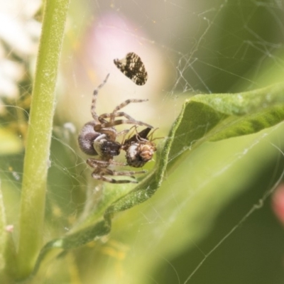 Badumna sp. (genus) (Lattice-web spider) at ANBG - 7 Feb 2019 by Alison Milton