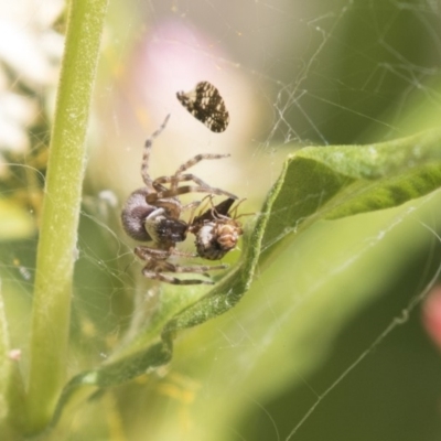 Badumna sp. (genus) (Lattice-web spider) at Acton, ACT - 7 Feb 2019 by Alison Milton