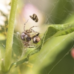Badumna sp. (genus) (Lattice-web spider) at Acton, ACT - 7 Feb 2019 by Alison Milton