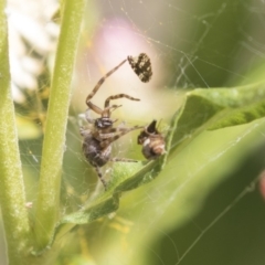 Badumna sp. (genus) at Acton, ACT - 8 Feb 2019