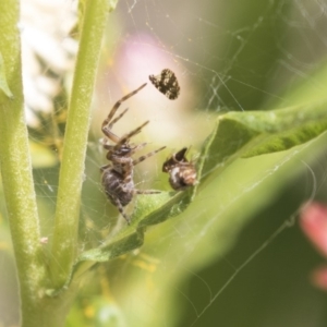 Badumna sp. (genus) at Acton, ACT - 8 Feb 2019