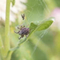 Badumna sp. (genus) at Acton, ACT - 8 Feb 2019