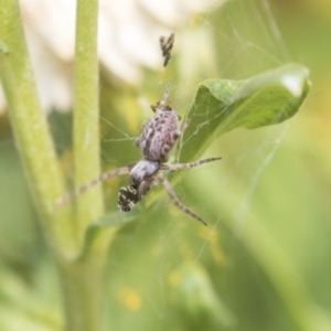 Badumna sp. (genus) at Acton, ACT - 8 Feb 2019