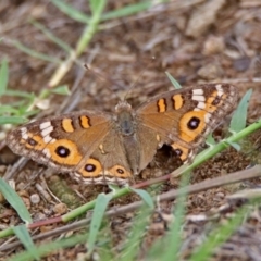 Junonia villida (Meadow Argus) at Molonglo Valley, ACT - 7 Feb 2019 by RodDeb