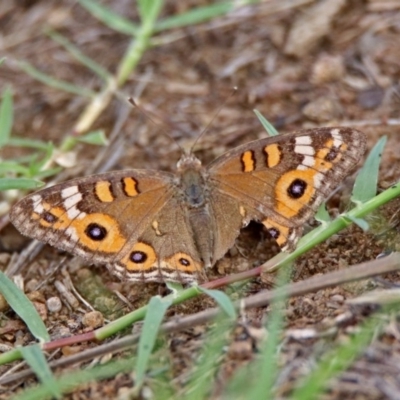 Junonia villida (Meadow Argus) at National Arboretum Forests - 7 Feb 2019 by RodDeb