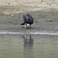 Microcarbo melanoleucos (Little Pied Cormorant) at Molonglo Valley, ACT - 8 Feb 2019 by RodDeb