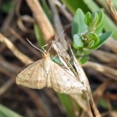 Scopula rubraria (Reddish Wave, Plantain Moth) at Molonglo Valley, ACT - 7 Feb 2019 by RodDeb