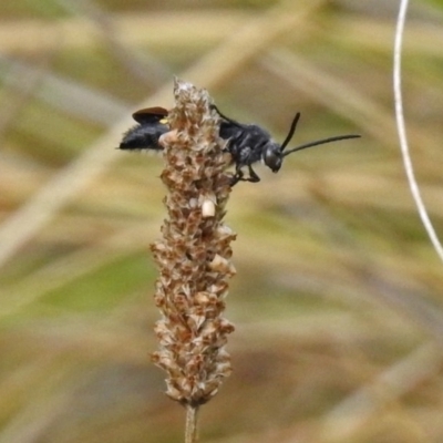 Laeviscolia frontalis (Two-spot hairy flower wasp) at Molonglo Valley, ACT - 7 Feb 2019 by RodDeb