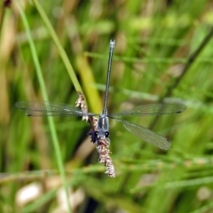 Austroargiolestes icteromelas (Common Flatwing) at Acton, ACT - 7 Feb 2019 by RodDeb