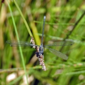 Austroargiolestes icteromelas at Acton, ACT - 8 Feb 2019