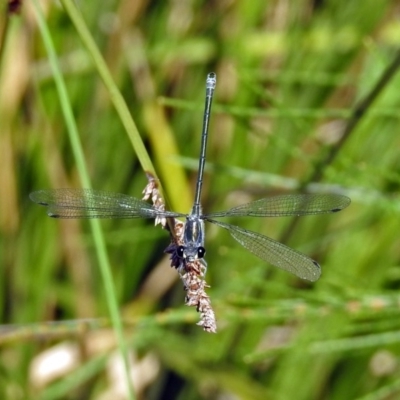 Austroargiolestes icteromelas (Common Flatwing) at ANBG - 7 Feb 2019 by RodDeb