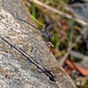 Austroargiolestes icteromelas at Acton, ACT - 8 Feb 2019