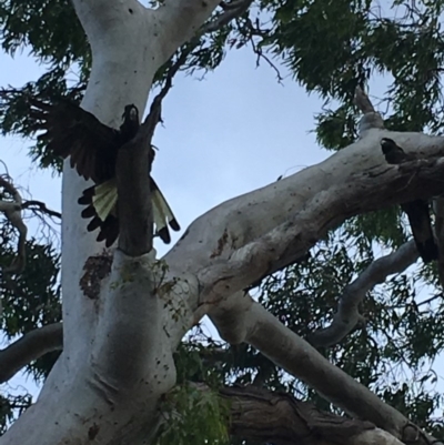 Zanda funerea (Yellow-tailed Black-Cockatoo) at Hughes, ACT - 8 Feb 2019 by KL