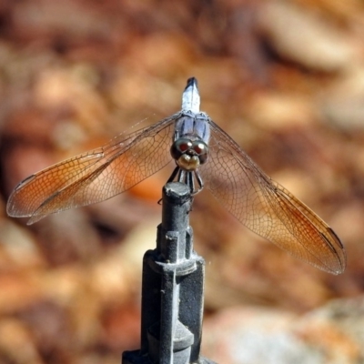 Orthetrum caledonicum (Blue Skimmer) at Acton, ACT - 7 Feb 2019 by RodDeb