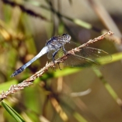 Orthetrum caledonicum at Acton, ACT - 8 Feb 2019 10:09 AM