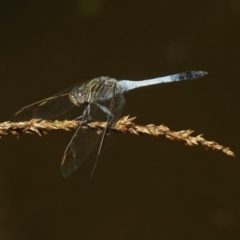 Orthetrum caledonicum at Acton, ACT - 8 Feb 2019 10:09 AM