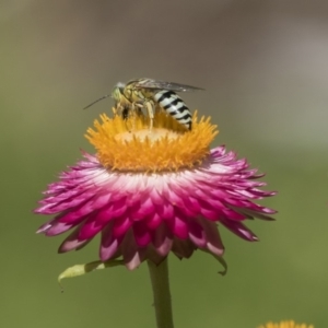 Bembix sp. (genus) at Acton, ACT - 8 Feb 2019