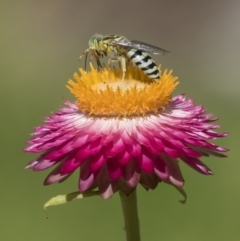 Bembix sp. (genus) at Acton, ACT - 8 Feb 2019 10:36 AM