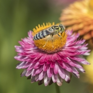 Bembix sp. (genus) at Acton, ACT - 8 Feb 2019