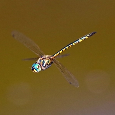 Hemicordulia australiae (Australian Emerald) at Acton, ACT - 8 Feb 2019 by RodDeb