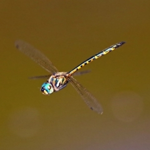 Hemicordulia australiae at Acton, ACT - 8 Feb 2019