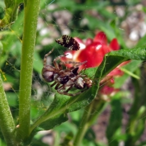 Badumna sp. (genus) at Acton, ACT - 8 Feb 2019