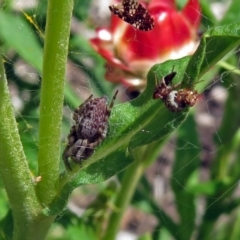 Badumna sp. (genus) at Acton, ACT - 8 Feb 2019