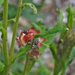 Badumna sp. (genus) at Acton, ACT - 8 Feb 2019