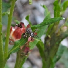 Badumna sp. (genus) at Acton, ACT - 8 Feb 2019