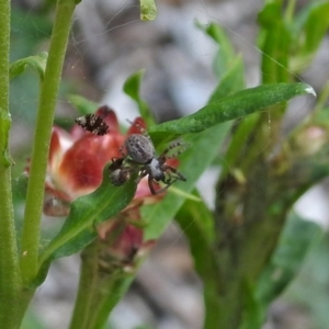 Badumna sp. (genus) at Acton, ACT - 8 Feb 2019