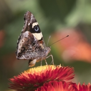 Vanessa itea at Acton, ACT - 8 Feb 2019 10:15 AM