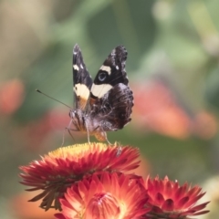 Vanessa itea at Acton, ACT - 8 Feb 2019 10:15 AM