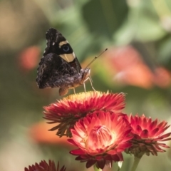 Vanessa itea at Acton, ACT - 8 Feb 2019 10:15 AM