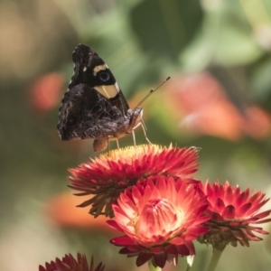 Vanessa itea at Acton, ACT - 8 Feb 2019 10:15 AM