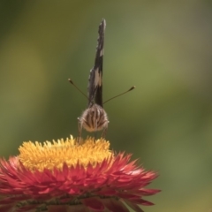 Vanessa itea at Acton, ACT - 8 Feb 2019 10:15 AM