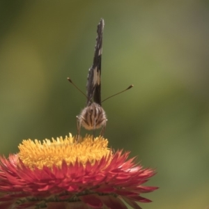 Vanessa itea at Acton, ACT - 8 Feb 2019 10:15 AM