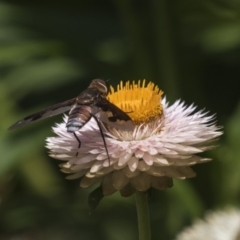 Balaana sp. (genus) (Bee Fly) at Acton, ACT - 7 Feb 2019 by Alison Milton