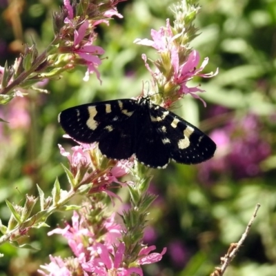 Phalaenoides tristifica (Willow-herb Day-moth) at Acton, ACT - 8 Feb 2019 by RodDeb