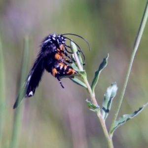 Phalaenoides tristifica at Acton, ACT - 8 Feb 2019