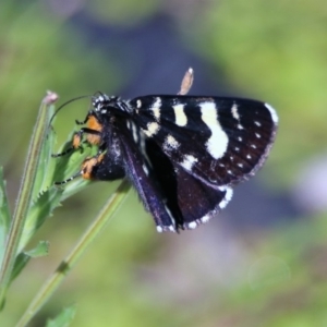 Phalaenoides tristifica at Acton, ACT - 8 Feb 2019