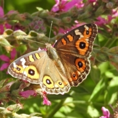 Junonia villida (Meadow Argus) at Acton, ACT - 8 Feb 2019 by RodDeb