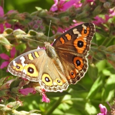 Junonia villida (Meadow Argus) at Acton, ACT - 8 Feb 2019 by RodDeb